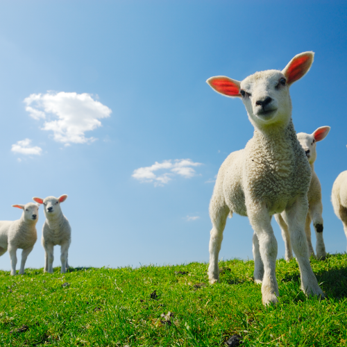 livestock01